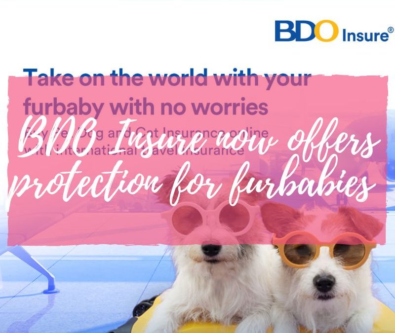 BDO Insure now offers protection for furbabies 